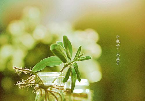 江知萸陆鄄（陆鄄江知萸）小说免费在线阅读_江知萸陆鄄全本最新后续阅读（陆鄄江知萸）
