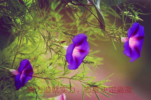 叶笙笙周贺然小说(叶笙笙周贺然）全文免费阅读无弹窗大结局_裴淮之叶笙笙周贺然江柚絮后续最新章节列表（叶笙笙周贺然小说）