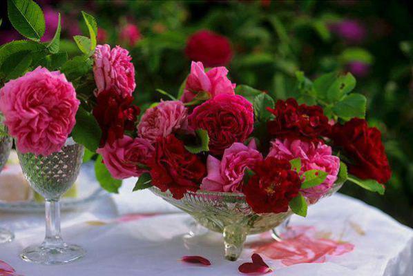 逍遥抉择全文(顾渊王浅浅)全文免费阅读无弹窗大结局_逍遥抉择免费最新章节列表(顾渊王浅浅)