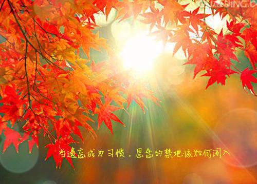 江晚歌陆行小说（江晚歌陆行）全文免费阅读无弹窗大结局_（江晚歌陆行）江晚歌陆行小说免费阅读无弹窗最新章节列表（江晚歌陆行小说）