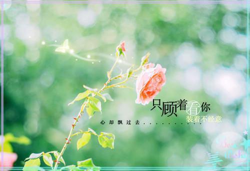 肖安琴严庭笙（肖安琴严庭笙）全文免费阅读无弹窗大结局_肖安琴严庭笙后续免费最新章节列表（肖安琴严庭笙）