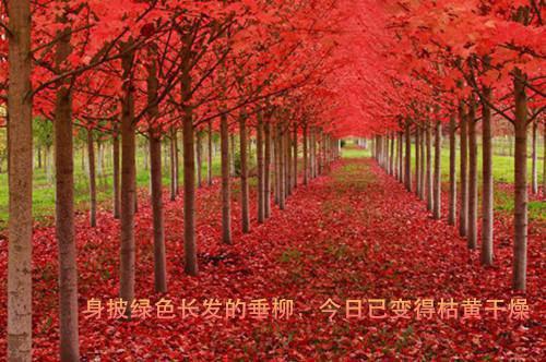 池欢陆洛寒（陆洛寒池欢）完整全文在线阅读_池欢陆洛寒小说全章节目录阅读（陆洛寒池欢）