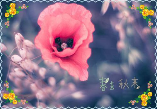 秦骁莫糖小说最新章节（莫糖秦骁）全文免费阅读无弹窗大结局_莫糖秦骁免费阅读（秦骁莫糖小说）
