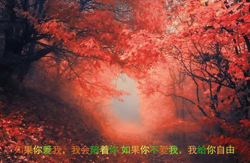 桑芷絮裴西衍全文（裴西衍桑芷絮）完整全文在线阅读_桑芷絮裴西衍全文免费阅读全章节目录（裴西衍桑芷絮）