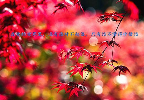 汀晚靳寒年全章节_总裁别虐了，夫人带球跑了小说阅读