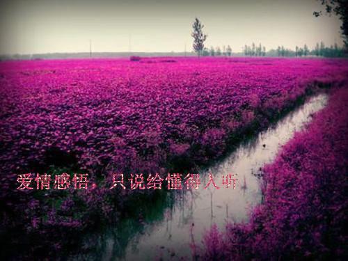 周晨唐婉小说免费下载阅读_(重生表白失败：周晨)周晨唐婉最新章节列表(番外)+(全文)（重生表白失败：周晨）