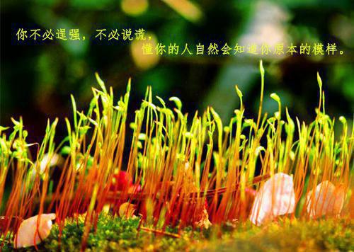 端午节的棕子作文350字