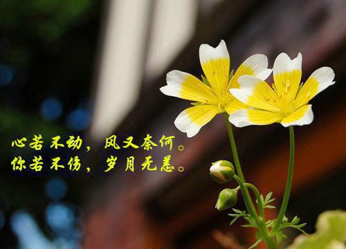 热门榜单（沈寂言苏映鱼）苏映鱼沈寂言小说免费阅读完结版全文_苏映鱼沈寂言最新章节无弹窗（沈寂言苏映鱼）