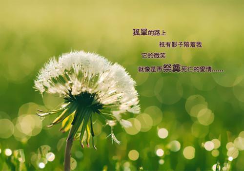 泡芙喵的小说许总别虐了，夫人要离婚了宁宁许璟珩白若薇全文在线阅读