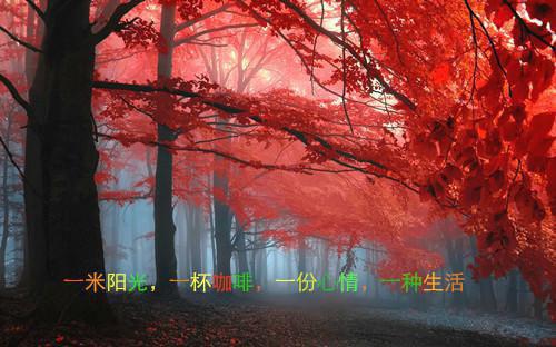 苏安虞霍明珩全文免费阅读无弹窗大结局-苏安虞霍明珩苏安虞霍明珩全文全章节免费阅读