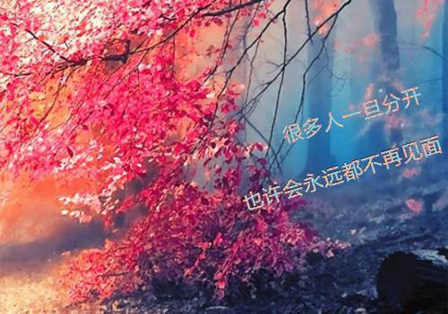 凌川忱沈雪棠（沈雪棠凌川忱免费）全文免费阅读无弹窗大结局_凌川忱沈雪棠最新章节列表（沈雪棠凌川忱免费）