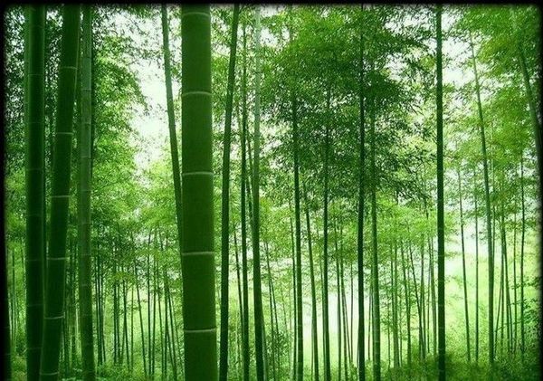 筷子上的修为