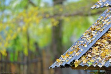 《秋雨》   张爱玲