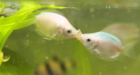 鱼和水的爱情故事