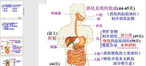 有关新陈代谢的美文美句摘抄