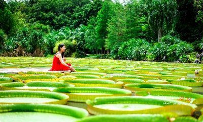 生花如梦优美的句子