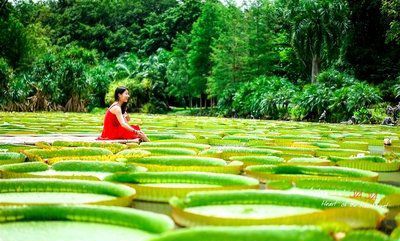 生花如梦优美的句子