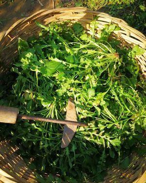 芒种时节翠山行